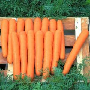 Маестро F1 - морква, 100 000 насінин, Nickerson Zwaan фото, цiна